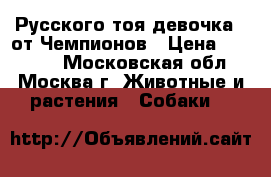 Русского тоя девочка - от Чемпионов › Цена ­ 20 000 - Московская обл., Москва г. Животные и растения » Собаки   